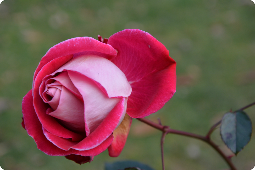 rosa d'inverno
